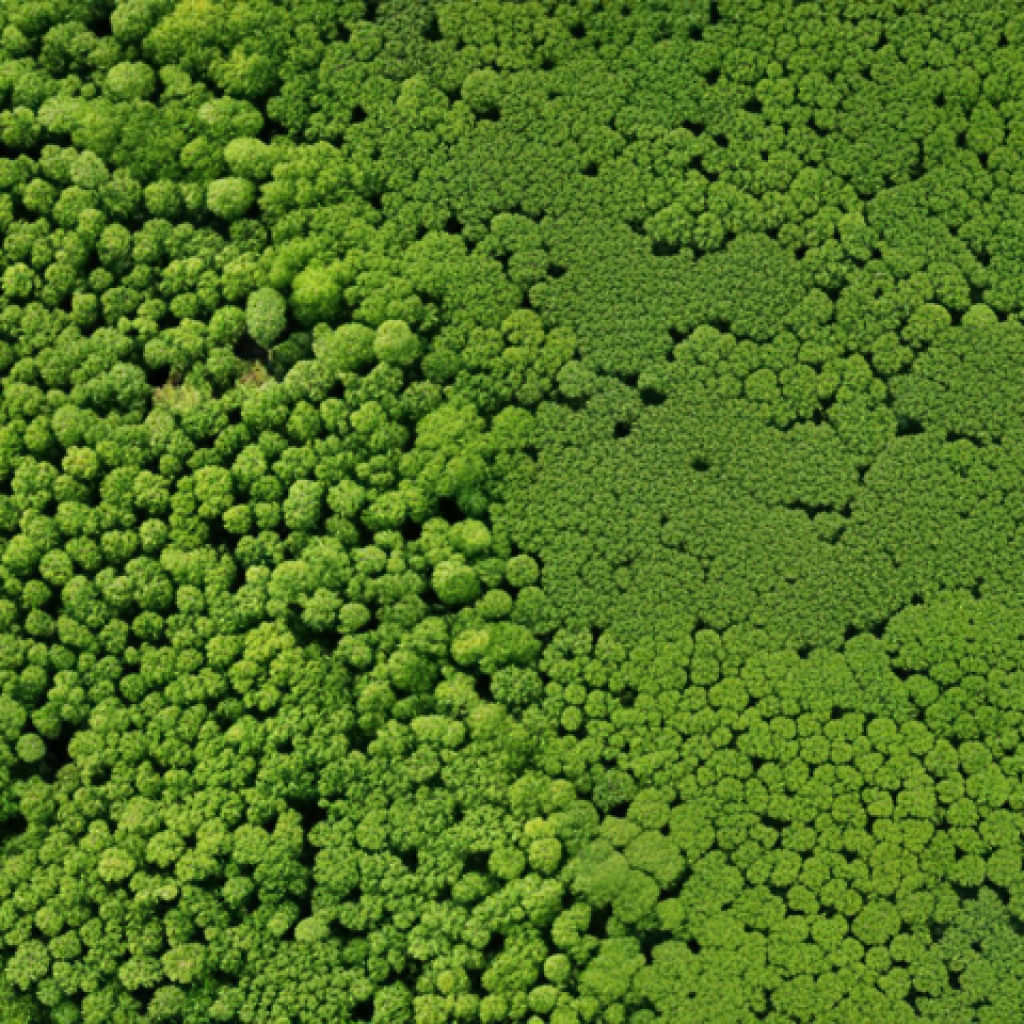 **Prompt:** Satellite image analysis of invasive species, Sosnowsky's hogweed infestation in a field, NDVI anomaly highlighted, agricultural landscape, aerial view, detailed texture, scientific visualization.