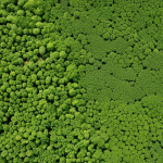 **Prompt:** Satellite image analysis of invasive species, Sosnowsky's hogweed infestation in a field, NDVI anomaly highlighted, agricultural landscape, aerial view, detailed texture, scientific visualization.